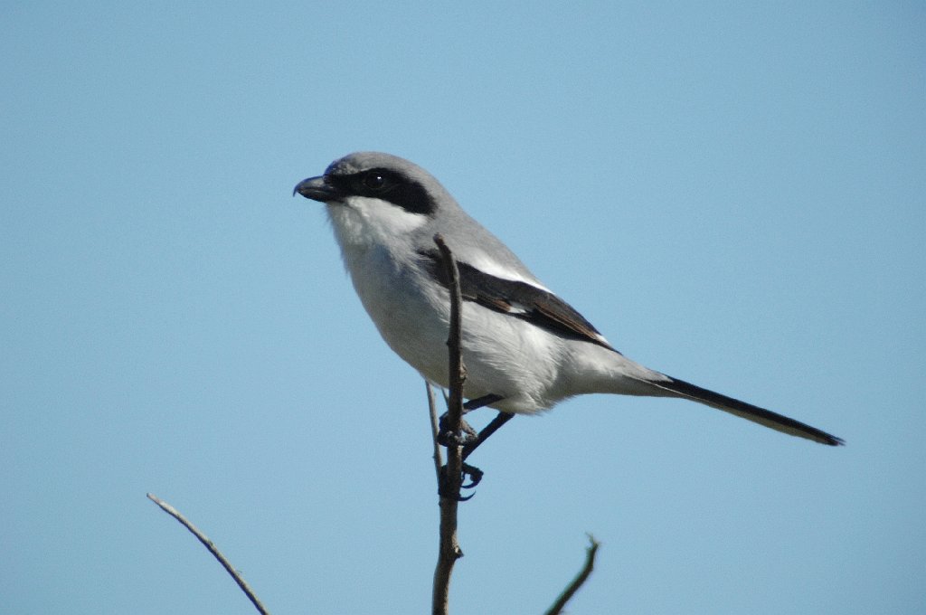 Shrike, Loggerhead, 2010-01114900 New Smyrna Beach Dunes Park, FL.JPG - Loggerhead Shrike. New Smyrna Beach Dunes Park, FL, 1-11-2010